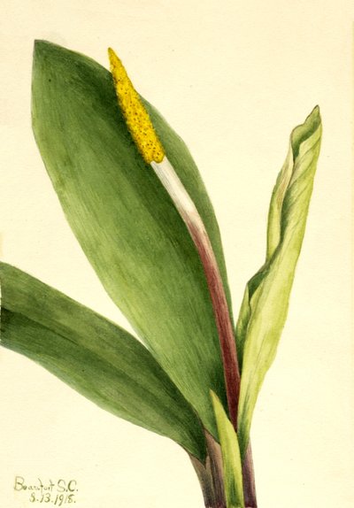 Goldkolben Orontium aquaticum, 1918 von Mary Vaux Walcott