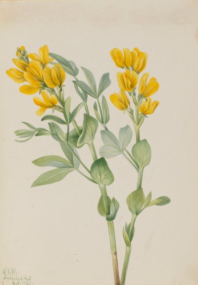 Goldener Erbsenstrauch (Thermopsis rhombifolia) von Mary Vaux Walcott