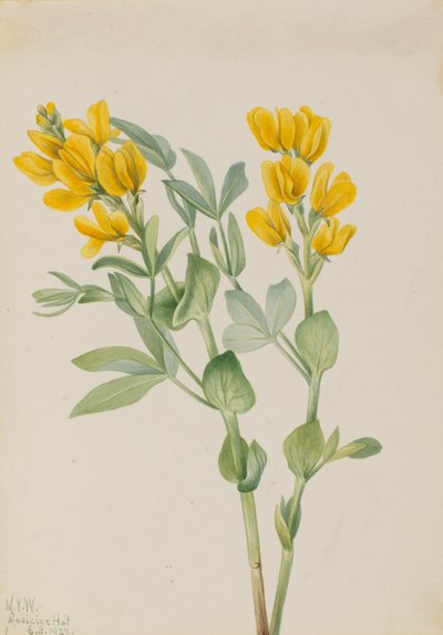 Goldener Hülse Thermopsis rhombifolia, 1923 von Mary Vaux Walcott