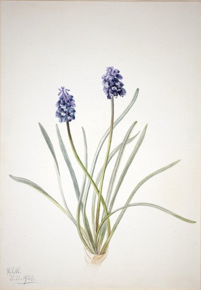 Traubenhyazinthe (Muscari racemosum) von Mary Vaux Walcott