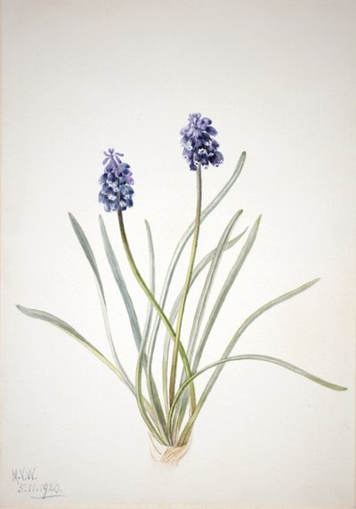 Traubenhyazinthe Muscari racemosum, 1920 von Mary Vaux Walcott
