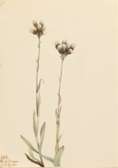Graue Katzenpfötchen (Antennaria howellii) von Mary Vaux Walcott