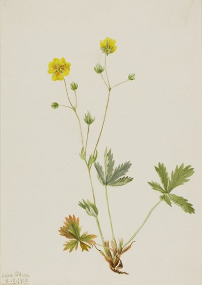 Graublättriger Fingerkraut Potentilla glaucophylla, 1905 von Mary Vaux Walcott