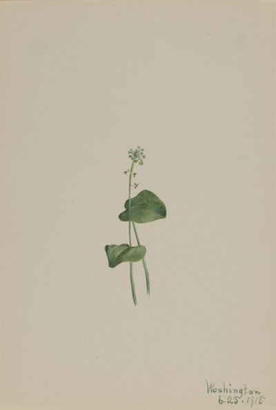 Grünes Addermaul Malaxis unifolia von Mary Vaux Walcott