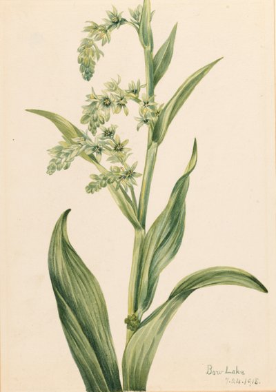 Grüner Bärenkohl (Veratrum viride) von Mary Vaux Walcott