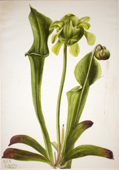 Grüne Schlauchpflanze (Sarracenia orephila) von Mary Vaux Walcott