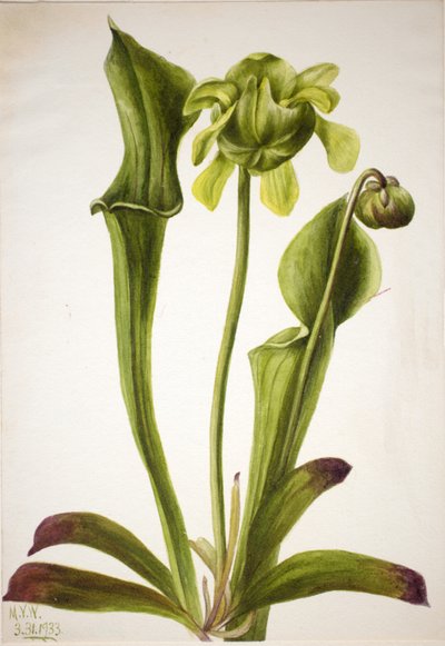 Grüne Kannenpflanze Sarracenia orephila, 1933 von Mary Vaux Walcott