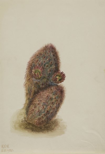 Grüner Erdbeerkaktus (Echinocereus viridiflorus) von Mary Vaux Walcott