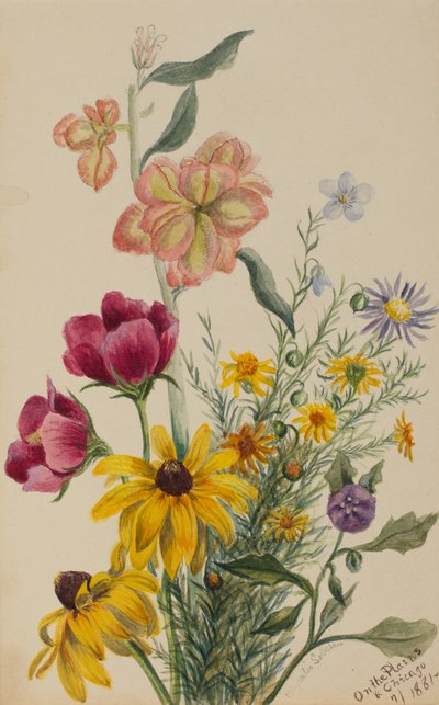 Blumengruppe, 1881 von Mary Vaux Walcott