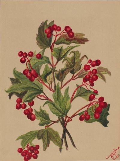 Grouseberry (Viburnum americanum) von Mary Vaux Walcott