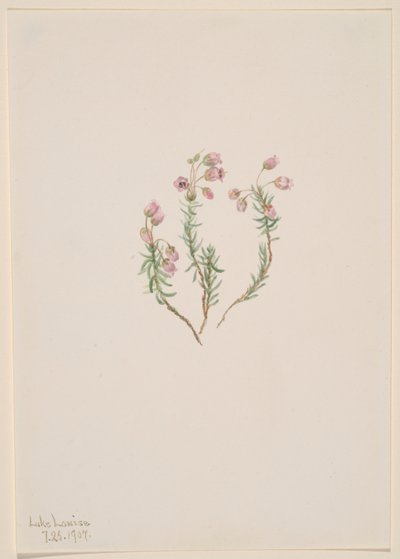 Heidekraut (Phyllodoce intermedia) von Mary Vaux Walcott