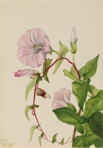 Zaunwinde (Calystegia (Convolvulus) sepium) von Mary Vaux Walcott