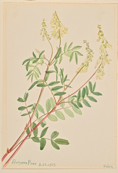 Hedysarum Hedysarum sulphurescens, 1917 von Mary Vaux Walcott