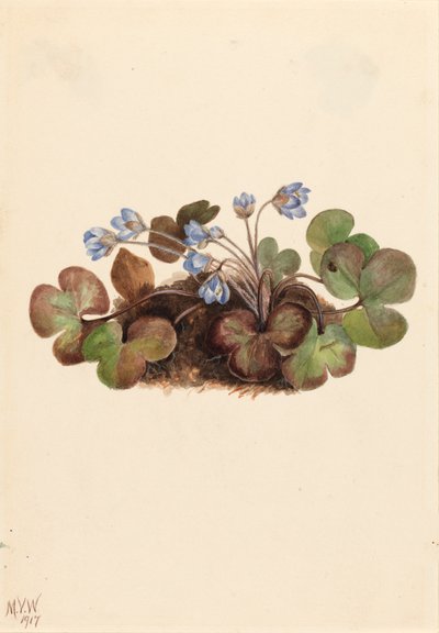 Leberblümchen Hepatica americana von Mary Vaux Walcott