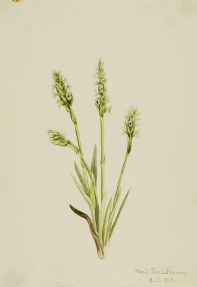 Kapuziner-Ladies-Tresses (Ibidium strictum) von Mary Vaux Walcott