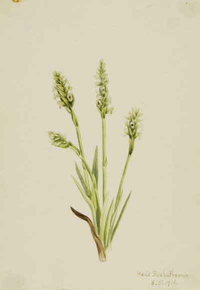 Hooded Ladies-Tresses Ibidium strictum von Mary Vaux Walcott