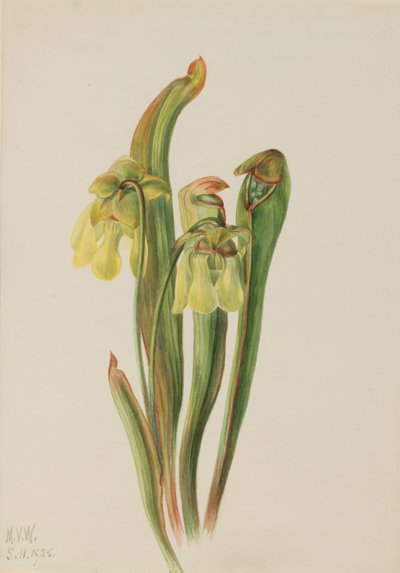Kapuzinerkannenpflanze (Sarracenia minor) von Mary Vaux Walcott