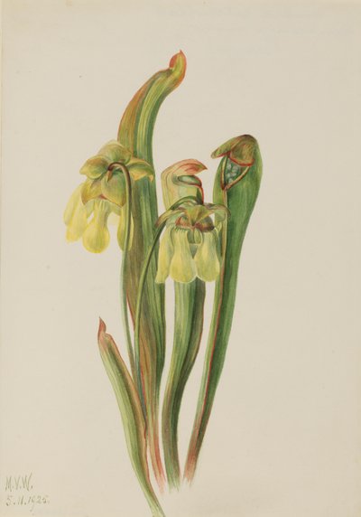 Kapuzinerkannenpflanze Sarracenia minor von Mary Vaux Walcott
