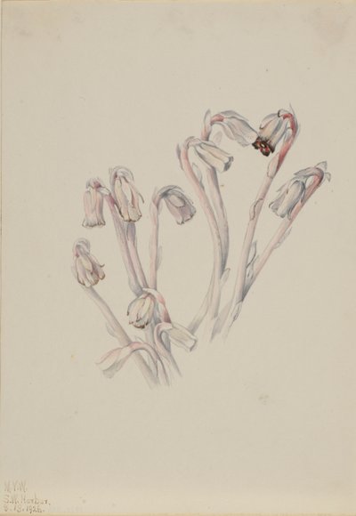 Indianer-Pfeife (Monotropa uniflora) von Mary Vaux Walcott