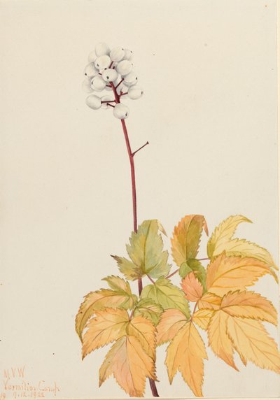 Elfenbein-Baneberry Actaea arguta von Mary Vaux Walcott
