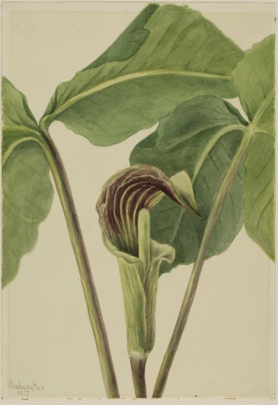 Jack-in-the-pulpit Arisaema triphyllum, 1917 von Mary Vaux Walcott