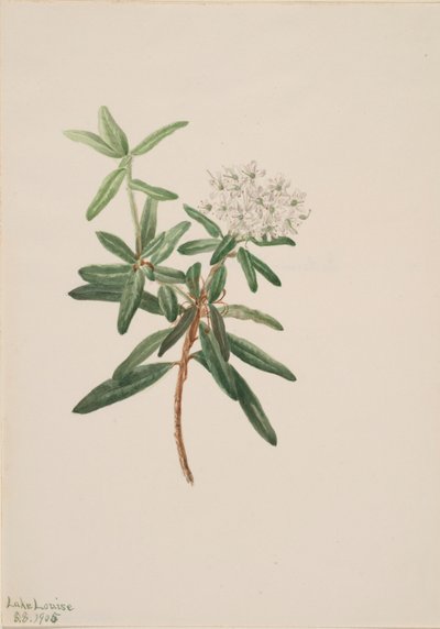 Labrador-Tee Ledum groenlandicum von Mary Vaux Walcott