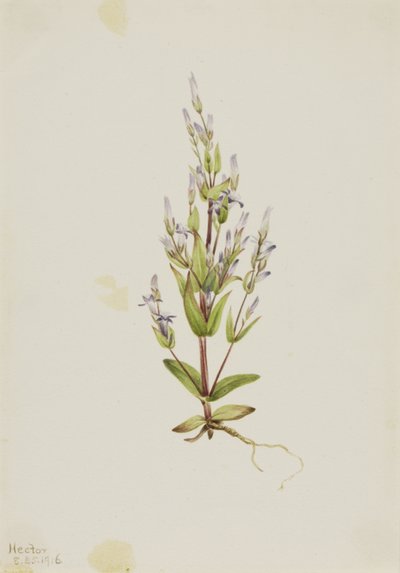 Leiter-Enzian Gentiana acuta, 1916 von Mary Vaux Walcott