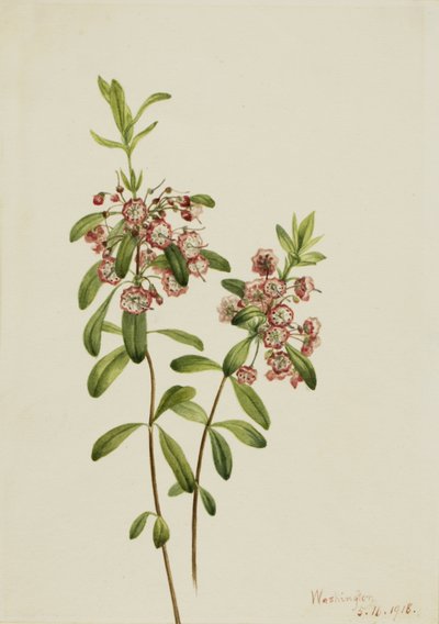 Lammgift Kalmia angustifolia von Mary Vaux Walcott