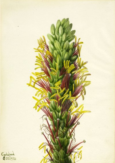 Lechuguilla (Agava lechuguilla) von Mary Vaux Walcott