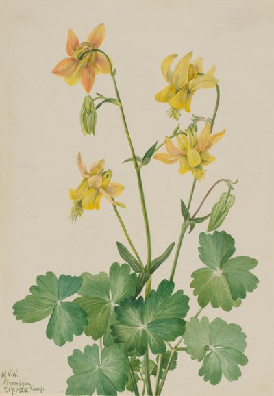 Zitronen-Akelei Aquilegia flavescens, 1925 von Mary Vaux Walcott