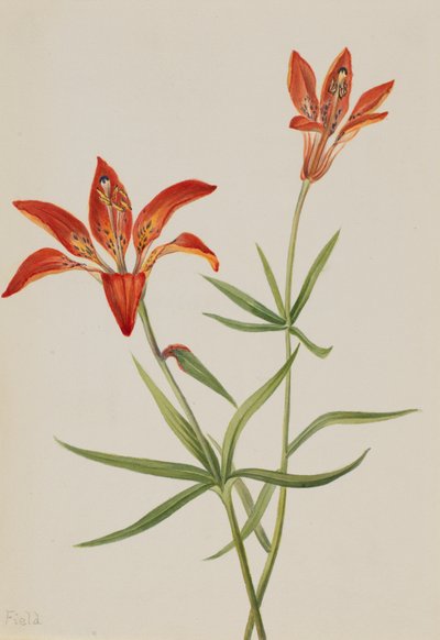 Lilie Lilium montanum, ca. 1900-1920 von Mary Vaux Walcott