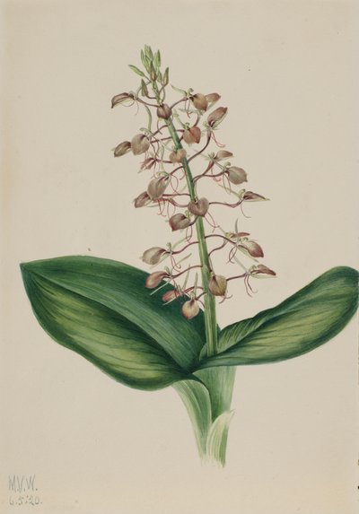 Lilien-Twayblade Liparis liliifolia von Mary Vaux Walcott