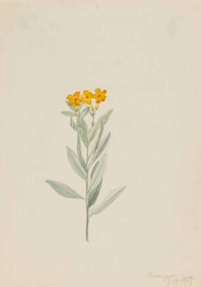 Lithospermum canescens, 1907 von Mary Vaux Walcott