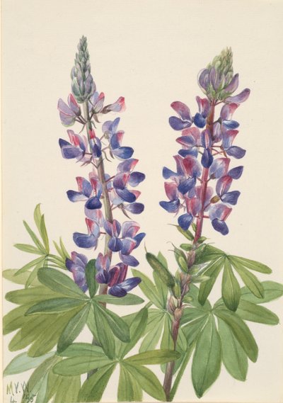 Lupine Lupinus fornosus, 1935 von Mary Vaux Walcott