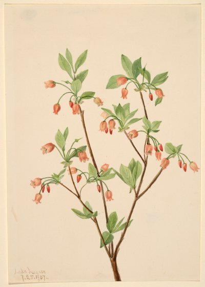 Menziesea Menziesea glabella, 1907 von Mary Vaux Walcott