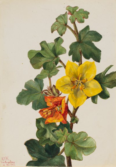 Mexikanische Fremontia (Fremontodendron mexicanum) von Mary Vaux Walcott