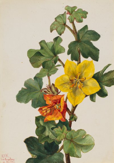 Mexikanische Fremontie Fremontodendron mexicanum, 1926 von Mary Vaux Walcott