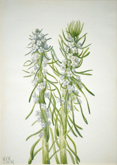 Bergmannskerze (Oreocarya virgata) von Mary Vaux Walcott