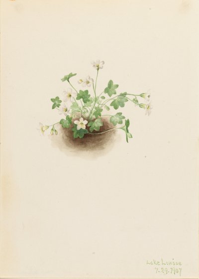 Nebeljungfer (Romanzoffia sitchensis) von Mary Vaux Walcott