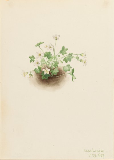 Nebeljungfer Romanzoffia sitchensis, 1907 von Mary Vaux Walcott