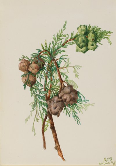 Monterey-Zypresse Cupressus macrocarpa, 1936 von Mary Vaux Walcott