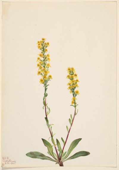 Berg-Goldrute (Solidago oreophila) von Mary Vaux Walcott