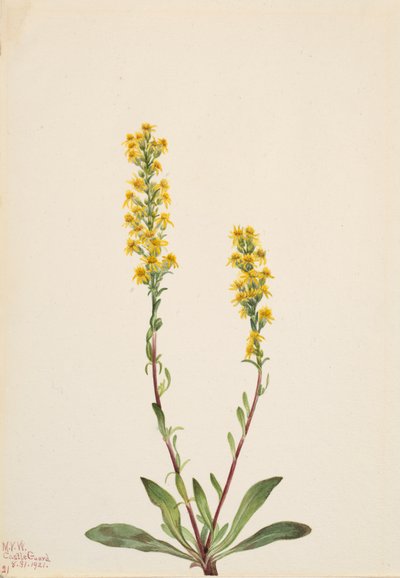 Berg-Goldrute Solidago oreophila von Mary Vaux Walcott