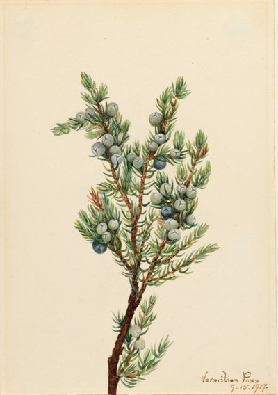 Bergwacholder (Juniperus sibirica) von Mary Vaux Walcott