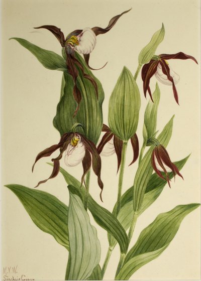 Berg-Frauenschuh (Cypripedium montanum) von Mary Vaux Walcott