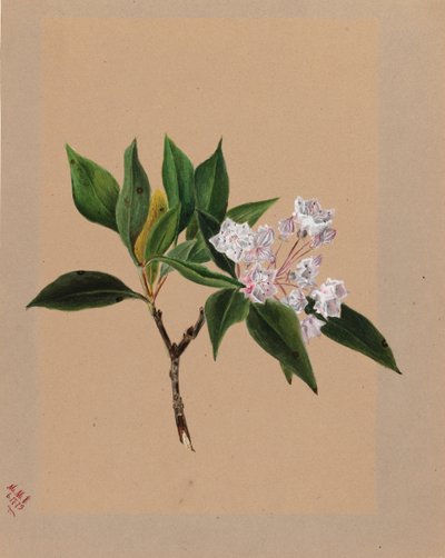 Berglorbeer (Kalmia latifolia) von Mary Vaux Walcott