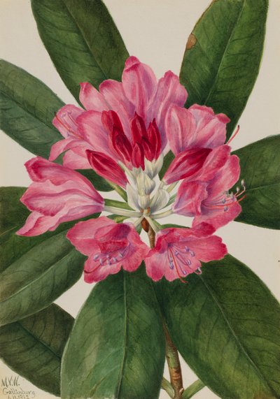 Berg-Rosenbay von Mary Vaux Walcott