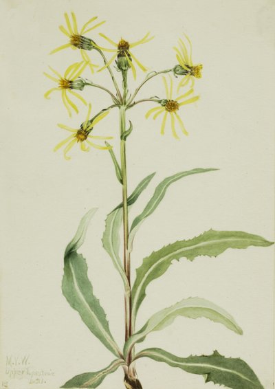 Trauer-Greiskraut Senecio lugens, 1921 von Mary Vaux Walcott