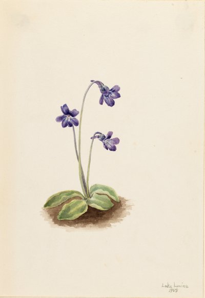 Gewöhnliches Fettkraut (Pinguicula vulgaris) von Mary Vaux Walcott