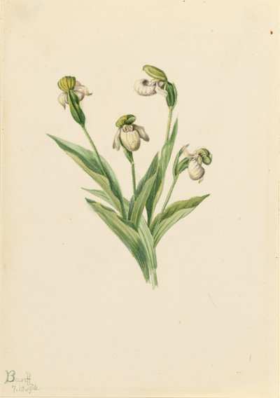 Nordamerikanischer Frauenschuh (Cypripedium passerinum) von Mary Vaux Walcott